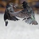 European Starlings Fighting